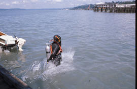 Diver Enters the Water During Installation of Biological Transect Under Old Town Dock August 8, 1975