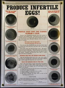 Produce Infertile Eggs ! Fertile eggs cost the farmer $15,000,000 a year